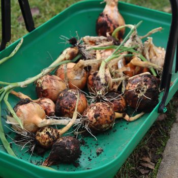 freshly picked onions